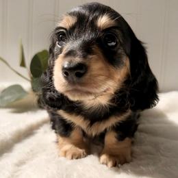Black and Cream - Black and cream female Dachshund puppy in Nampa, Idaho from Long_and_Low_Dachshunds