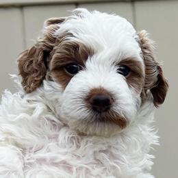 Kiya - Parti female Goldendoodle puppy in American Fork, Utah from Kym’s Micro Mini Goldendoodles