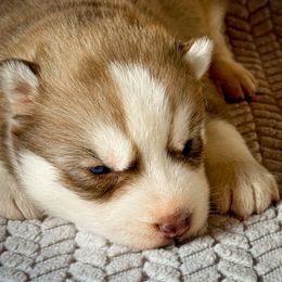 Luna - Red and white female Siberian Husky puppy in Grant City, Missouri from Timberline Paws