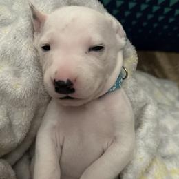 Bluey - White and black male Dalmatian puppy in Hastings, Florida from Love My Spotty Dalmatians