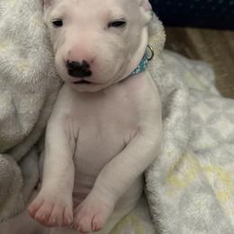 Bluey - White and black male Dalmatian puppy in Hastings, Florida from Love My Spotty Dalmatians