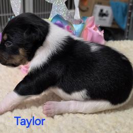 Taylor - White black and tan female Rat Terrier puppy in Divide, Colorado from Outlaw Farm and Kennel