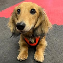 Dachshunds from Power Dog Sports