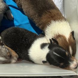 Boy 4 - male Collie puppy in St Stephens, Wyoming from Desert Kennels