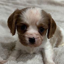 Biscuit - Blenheim male Cavalier King Charles Spaniel puppy in Marshall, Arkansas from Kate’s Cavaliers