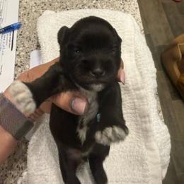 Little Winston - Liver male Miniature Schnauzer puppy in New Bern, North Carolina from DJS Delightful Miniature Schnauzers