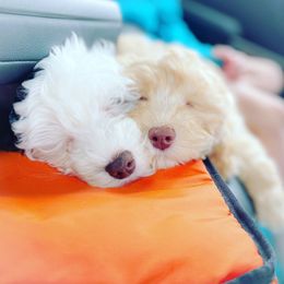 Australian Labradoodle Puppies from Strawberry Fields Labradoodles