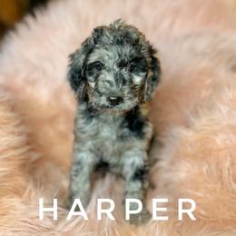 Goldendoodle Puppies from Penny Lane’s Doodles