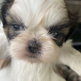 Shih Tzu Puppies from Willow Lane Shih Tzus