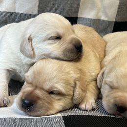 Yellow male - Yellow male Labrador Retriever puppy in Beaverdam, Virginia from Gold Heart Labradors