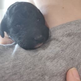 Raven - Black female Labradoodle puppy in Siloam Springs, Arkansas from Siloam Doodles