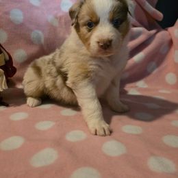Girl 5 - Red merle female Australian Shepherd puppy in Athol, Idaho from ShorDu