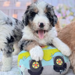 Aussiedoodle and Cavapoo Puppies from Pawsome Aussie Doodles and Oodles