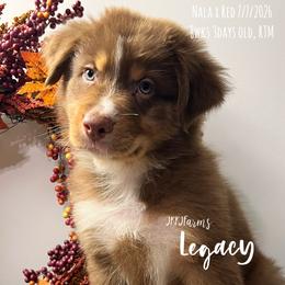 1 Legacy - Red tri-color male Australian Shepherd puppy in Huntington, Texas from JKKJ Farms, LLC