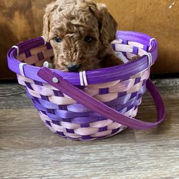 Cavapoo Puppies from Jorden’s Cavapoo’s