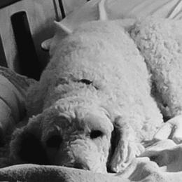 Lucky  - Poodle