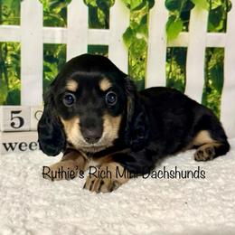Madi - Black and cream female Dachshund puppy in Lakeland, Florida from Ruthie’s Rich Mini Dachshunds