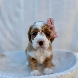 Pearl - Red  female Goldendoodle puppy in Rio Linda, California from Plush Doodles