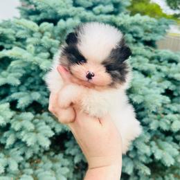 Tyson - Tri-colored male Pomeranian puppy in Waterloo, Indiana from Garcias Pomeranian