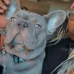 French Bulldog All Grown Up from Franklin Heights Frenchies