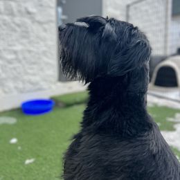 Giant Schnauzer and Poodle All Grown Up from Pawsh K9’s
