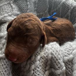 Blue - Red  male Poodle puppy in Lima, Ohio from Buckeye Red Standard Poodles