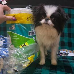 Macaroon - Black and white male Japanese Chin puppy in Johnson City, Tennessee from Erin & Friends Japanese Chin