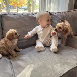 Cavapoo Puppies from Campbell Cavapoos