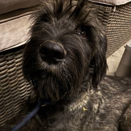Dante - Pepper and salt male Giant Schnauzer puppy in Goodrich, Texas from Silver Creek Giant Schnauzers