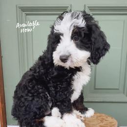 Kilauea - Tri-color male Bernedoodle puppy in Grants Pass, Oregon from Royal Empire Bernedoodles