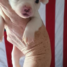 Boy 2 - White male Chihuahua puppy in Murphy, North Carolina from Ay Chihuahua's
