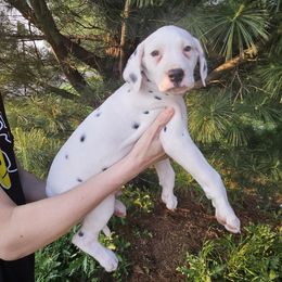 Brown - White and black male Dalmatian puppy in Pine City, Minnesota from Rock Creek Dalmatians