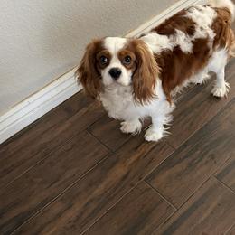 Zeus - Cavalier King Charles Spaniel