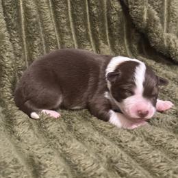 Luka - White and red male Border Collie puppy in Mckinney, Texas from Border Collies of Ruidoso
