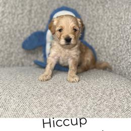 Hiccup - Apricot male Goldendoodle puppy in Layton, Utah from Gracious Doodle Dogs