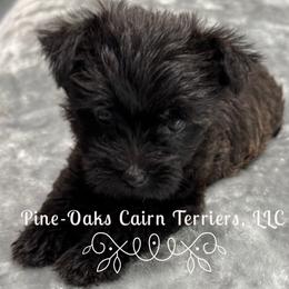Glenda - Black brindle female Cairn Terrier puppy in Andalusia, Alabama from Pine-Oaks Cairn Terriers, LLC