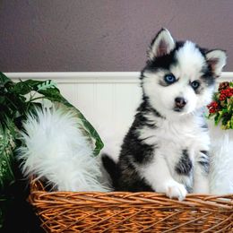 Pomsky Puppies from Arctic Star Pomskies