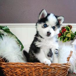 Pomsky Puppies from Arctic Star Pomskies