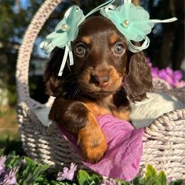 River Long hair - Chocolate and tan female Dachshund puppy in Lakeland, Florida from Elite Doxies Florida