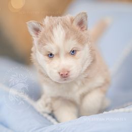 Pomsky Puppies from Southpaw Pomskies