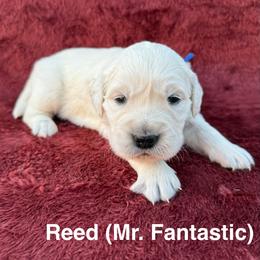 Reed - Light golden male Golden Retriever puppy in Conroe, Texas from Tails of Cypress