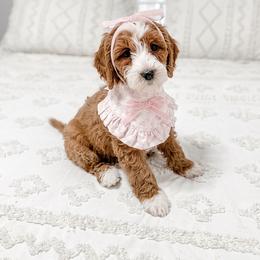 Marlo - Goldendoodle