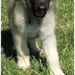 "DOB 6/16/22 Boy **AVAILABLE**" Shiloh Shepherd Puppies from Hill Country Shilohs