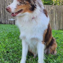 Miniature Australian Shepherds from Comfy Cozy Kennel
