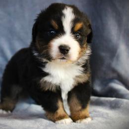 Gus - Black tri male Miniature Australian Shepherd puppy in Menomonee Falls, Wisconsin from Hunt N Oaks