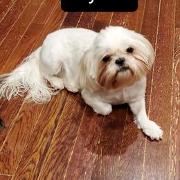 Crystal - Shih Tzu