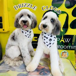 Cloud - Parti male Double Doodle puppy in Southwest Ranches, Florida from Dandy Doodle Ranch