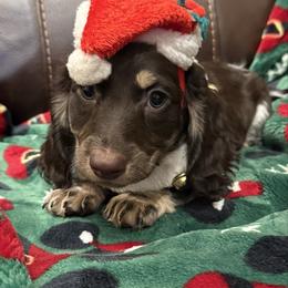 AKC Reno - Chocolate and cream male Dachshund puppy in Joshua Tree, California from Desert Dreams Ranch