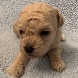 Poodles from Kraus/Colley Poodles