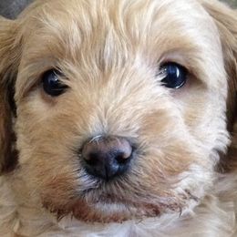 Poodles and Schnoodles from The Cutest Schnoodles and Poodles
